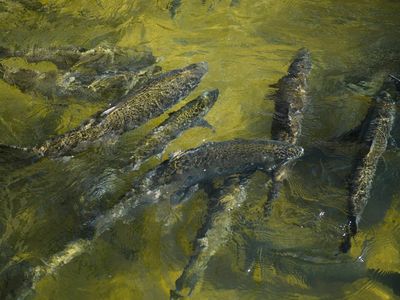 California salmon fishing slated to shut down this year due to low stock