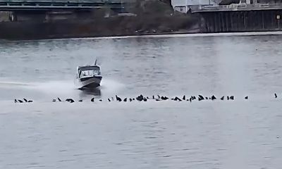 Fishing boat speeds over sea lions in ‘terrible’ scene caught on video