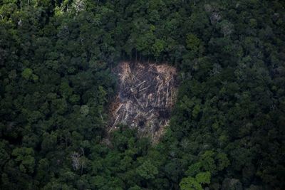 Despite Lula's promises, deforestation still rampant in Brazil