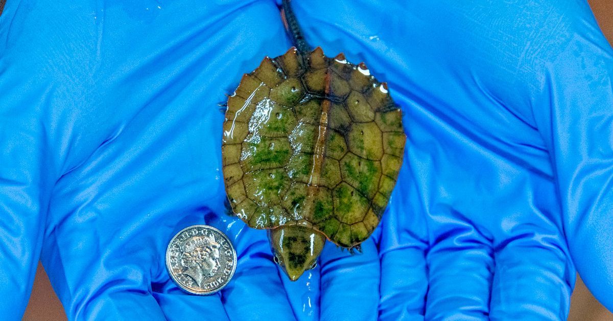 Rare tiny turtle with head smaller than a 5p coin…