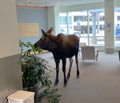 Moose feasts on lobby plants in Alaska hospital building