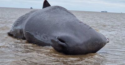 Sperm whale feared dead after washing up on beach in seaside town