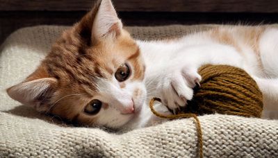 Scratch misguided legislation that would ban declawing cats