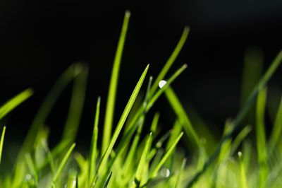 Scientists ‘Hack’ Photosynthesis To Harness Renewable Energy