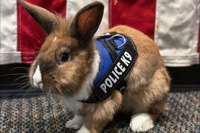 Officer Cottontail? Bunny joins police force. Fur real.