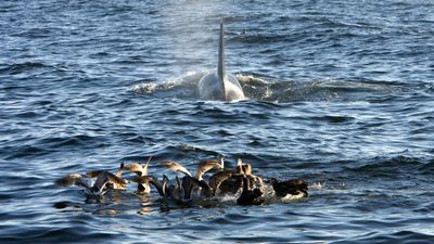 Rare Dramatic Footage Shows Orcas Attacking Gray Whales