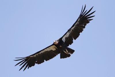 Avian flu has killed 3 California condors in northern Arizona