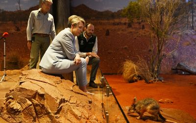 Conservation efforts being stepped up to save embattled bilby from extinction