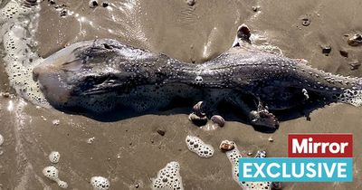 'Alien-like' sea creature with spiked tail baffles locals after washing up on UK beach