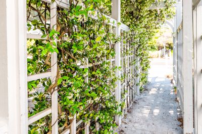 Plants to Cover a Fence — 10 Pretty Ideas to Grow That Will Give You More Privacy, and Hide Ugly Boundaries