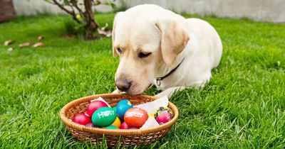 Vet issues danger warning to dog owners ahead of Easter celebrations