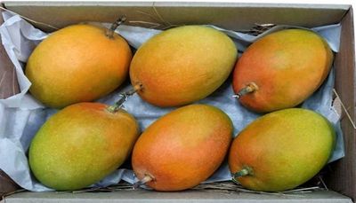 Mango On EMI: Alphonso, the king among mangoes, is now available on easy instalments