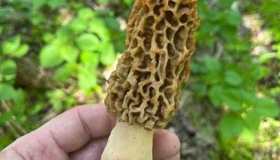 Updated preview for morel mushrooms around the Chicago area