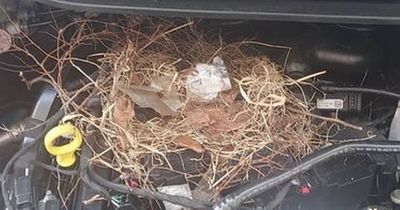 Mum can't drive to work after rats 'chew through engine' of her Ford Fiesta