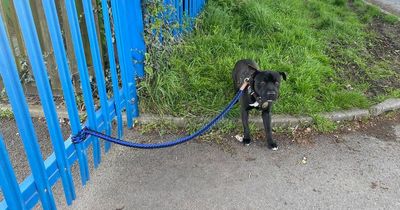 Debate after 'defenceless' dog found tied to RSPCA gates