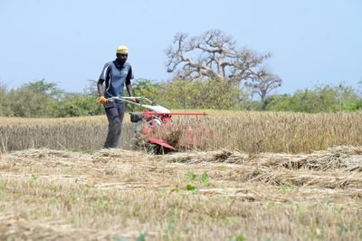 Senegal harvests first experimental homegrown wheat