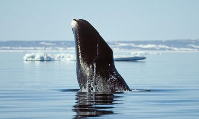 Why don’t whales get cancer? Cracking one of medicine’s greatest mysteries