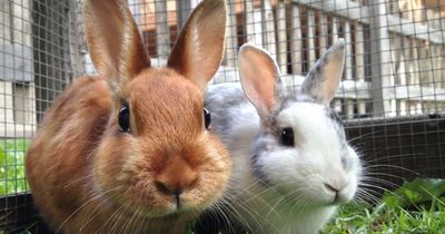 Pet shops refuse to sell rabbits over Easter weekend to ward off 'impulse buys'