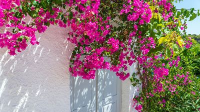 Bougainvillea care and growing guide – expert tips for these exotic-looking vines