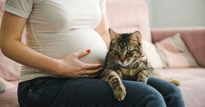 Man told to 'grow up' as he fumes at pregnant wife for spending time with their cat