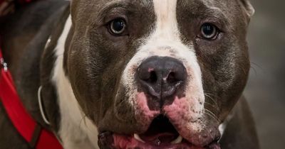 American Bully dog show due to be held in Trafford cancelled amid concerns over animal welfare