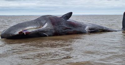 Massive whale washes up on beach at UK seaside resort