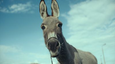 Wondrous donkey adventure EO decentres the human perspective in pursuit of a new way of seeing