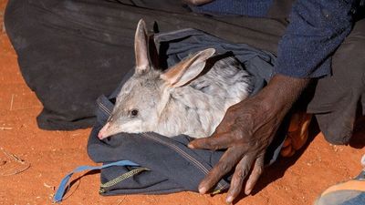 Baby bilby at Newhaven Wildlife Sanctuary a beacon of hope for Central Australia