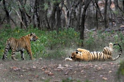 As tiger count grows, India's Indigenous demand land rights