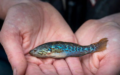 Native ‘zombie’ fish species brought back from the near-dead