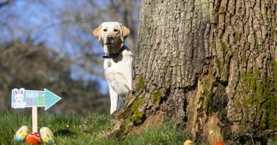 Don't give dogs chocolate this Easter - it can poison them