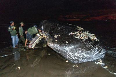Third massive whale in a month beaches itself, dies in Bali