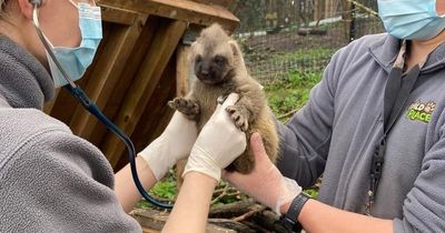 Wild Place Project shares adorable photos of newborn wolverine kits