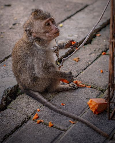 Monkey torture videos prompt drive to include animals in Online Safety Bill