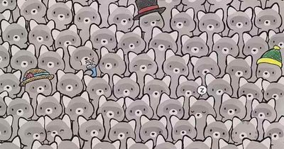 Only masterminds can detect hidden cat nestled amongst racoons in 15 seconds