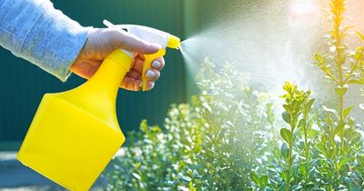 Gardeners 'kill' weeds growing through gravel 'instantly' with 55p natural solution