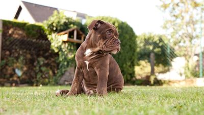 Trainer shares tip for getting your dog to remain in the stay position — and it all comes down to body language