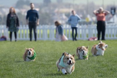 Corgi derby dash sees distant relative of Queen’s dog pipped to the post