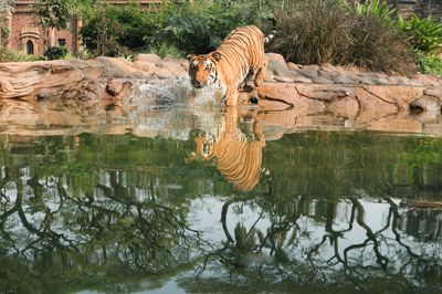 India’s tiger population tops 3,000, survey finds