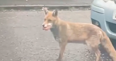 Sneaky Edinburgh fox caught red handed as it makes off with burger on city street