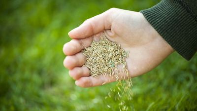 7 mistakes you’re making when planting grass seed