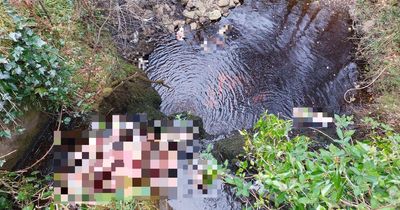 Outrage as 30-40 lamb carcasses dumped in Co Derry stream