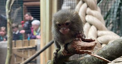 Mischievous but very cute animals settle into their new home in Leeds