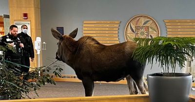 Hilarious moment 'hungry' moose walks into hospital lobby and munches on potted plants