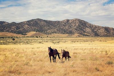 New DNA Analysis Reveals an Untold Story of Horses in America
