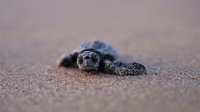 Baby loggerhead turtles returned to Shelly Beach on Central Coast and released after hatching at Taronga