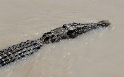 Croc search continues after north Queensland attack