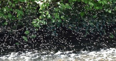 Scottish midge forecast to include 'tick watch' amid health concerns over surge in insect numbers