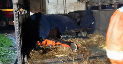 Bristol fire crew rescues Magic, the trapped horse