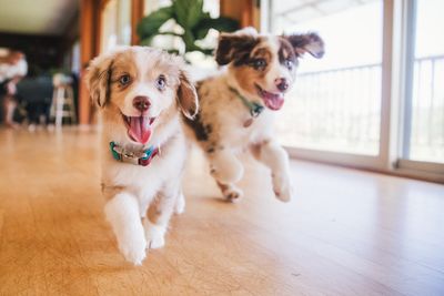 Three things that will improve your puppy’s behavior, according to an expert trainer